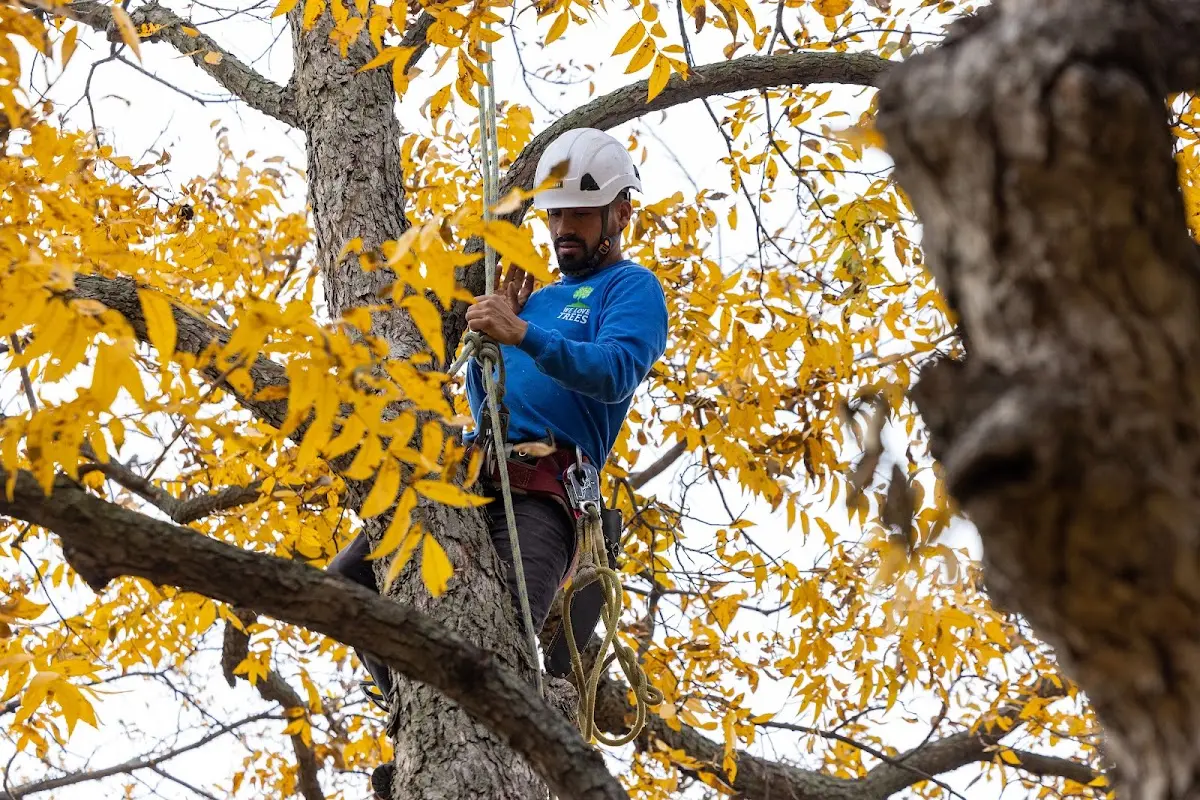 Skilled Tree Trimming crew working in Nelliston